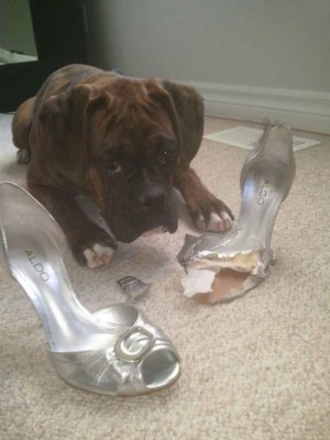 19562d1327003738-whats-craziest-thing-your-dog-ever-ate-got-into-rocco_shoe_bad-.jpg